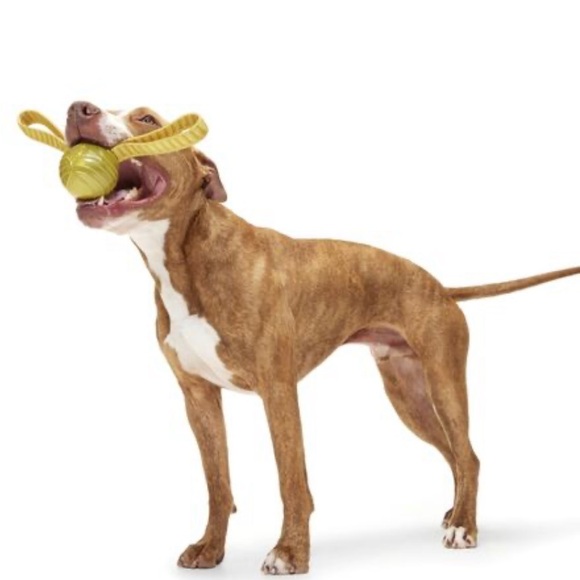 NEW “THE GOLDEN SNITCH” FROM HARRY POTTER COLLECTION BY BARK, SIZE MED/LRG - Picture 2 of 11